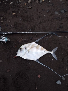 イトヒキアジの釣果