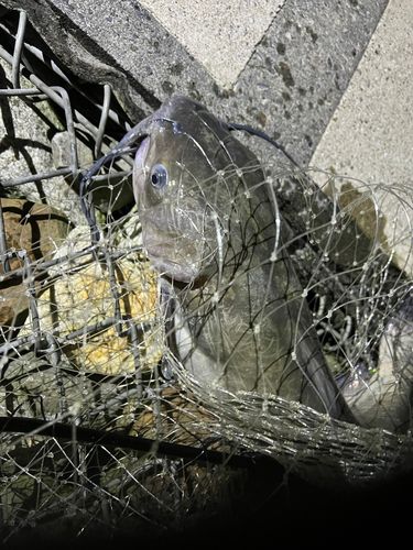ナマズの釣果