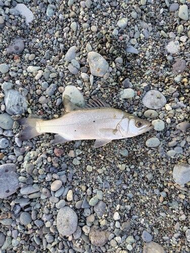 スズキの釣果