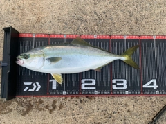 フクラギの釣果
