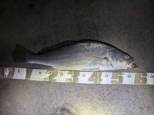 オオニベの釣果