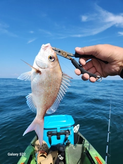 マダイの釣果