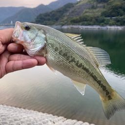 ブラックバス
