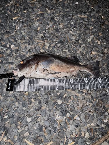 釣果