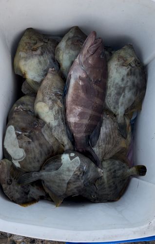 カワハギの釣果