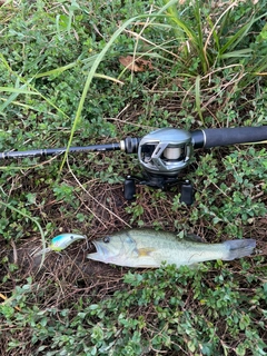 ラージマウスバスの釣果