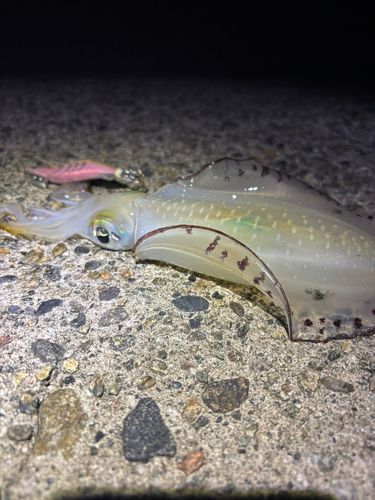 アオリイカの釣果