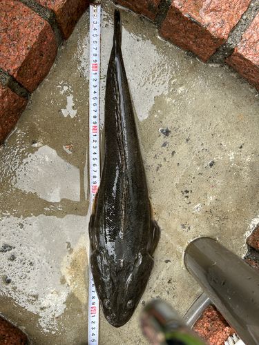 マゴチの釣果