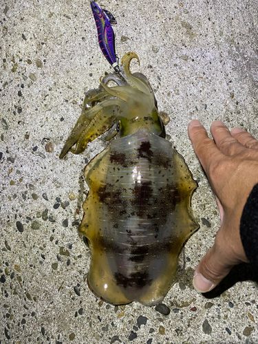 アオリイカの釣果