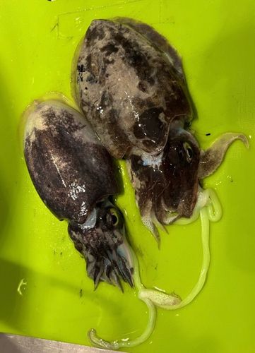 コウイカの釣果