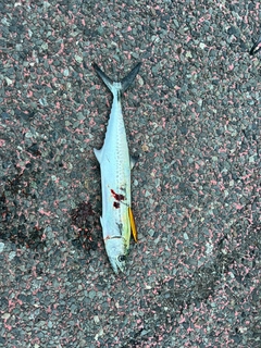 サゴシの釣果