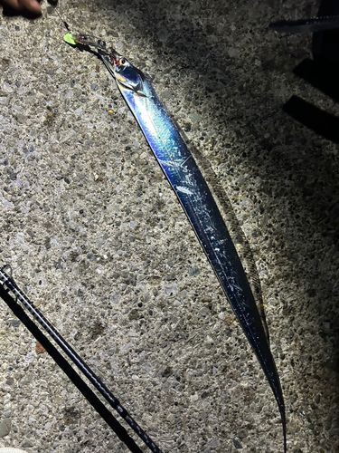 タチウオの釣果
