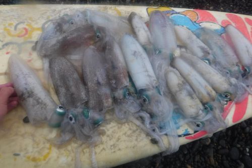 釣果
