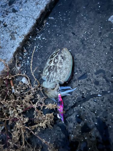 コウイカの釣果