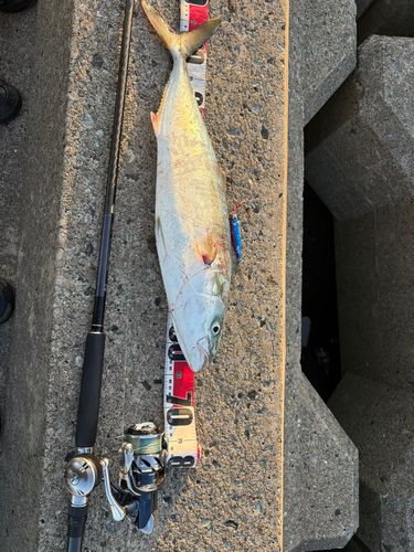 ワラサの釣果