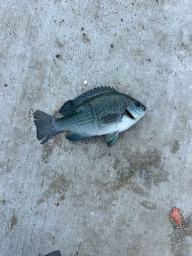 メジナの釣果