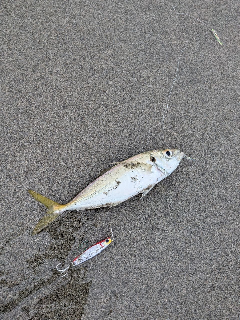 アジ