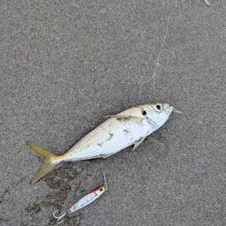 アジ