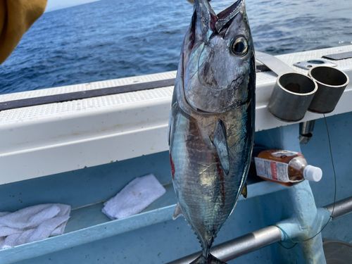 クロマグロの釣果