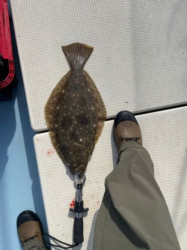 ヒラメの釣果