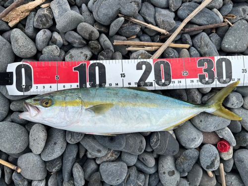 ワカシの釣果