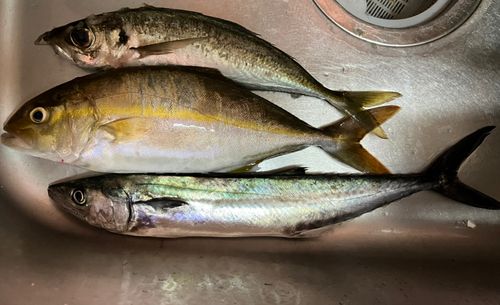 アカビラの釣果