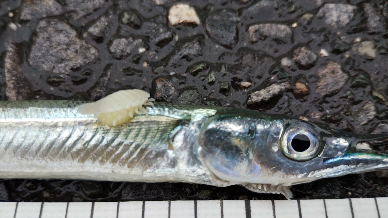 サヨリ