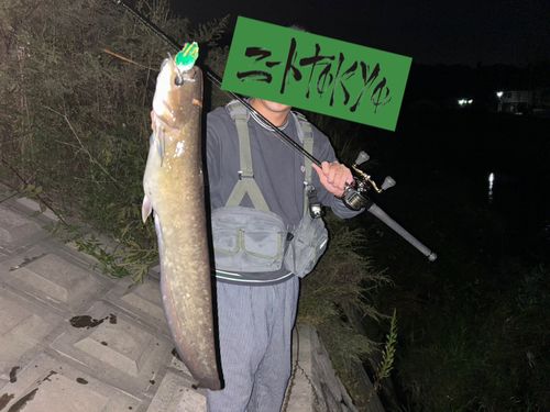 ナマズの釣果