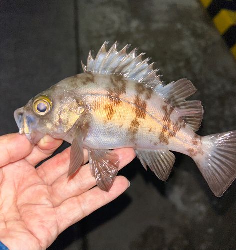 メバルの釣果