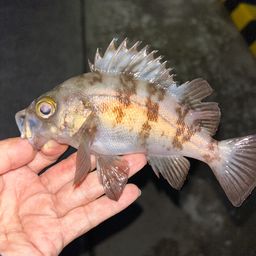 メバル