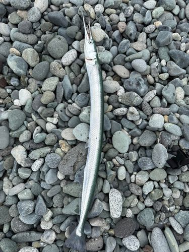 ダツの釣果