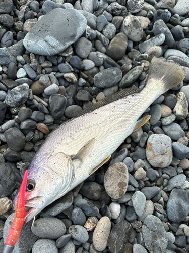 ニベの釣果