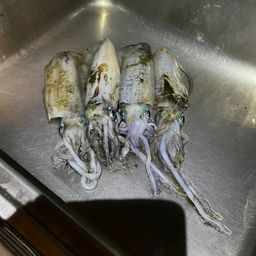 アオリイカ
