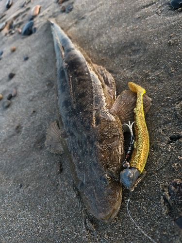 マゴチの釣果