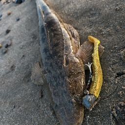 マゴチ