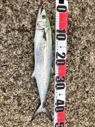 サゴシの釣果