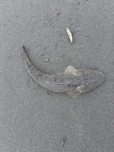 大倉戸海岸