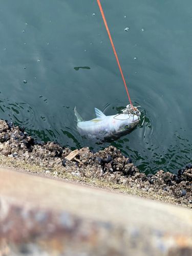 フクラギの釣果