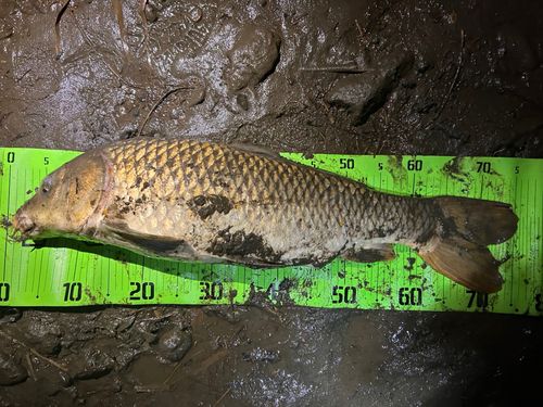 コイの釣果
