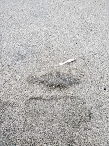 舞阪サーフ