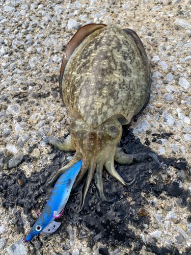 コウイカの釣果