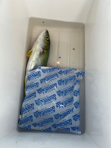 ヤズの釣果