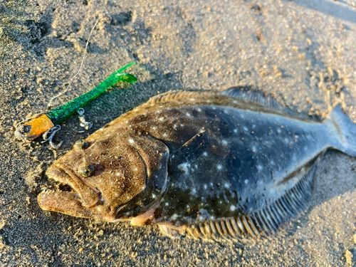 ヒラメの釣果