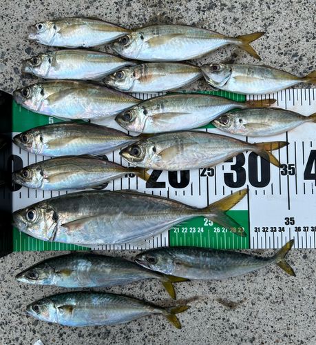 マアジの釣果