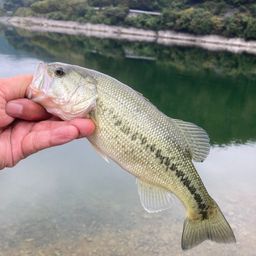 ブラックバス
