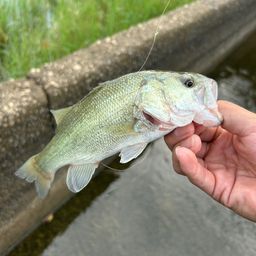 ブラックバス