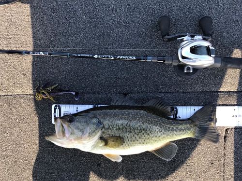 ブラックバスの釣果