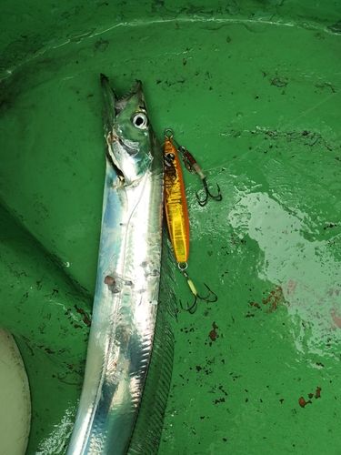 タチウオの釣果