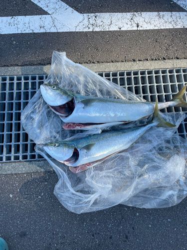 ブリの釣果