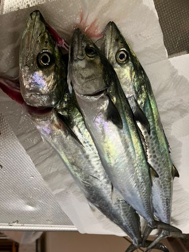 サゴシの釣果